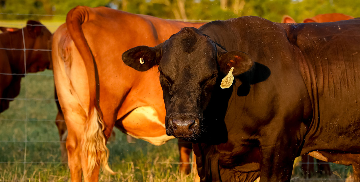 A photo of a black bull in a herd of cattle, looking at the camera in a green pasture.